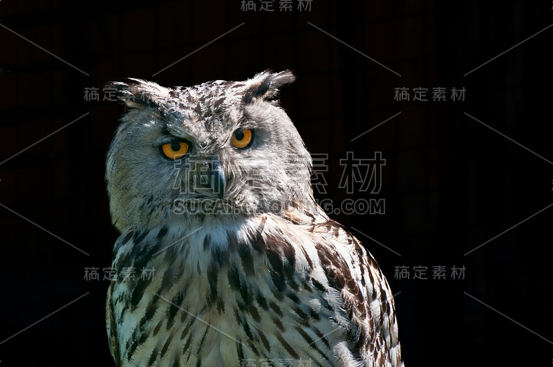 鹰鸮 (Bubo bubo)