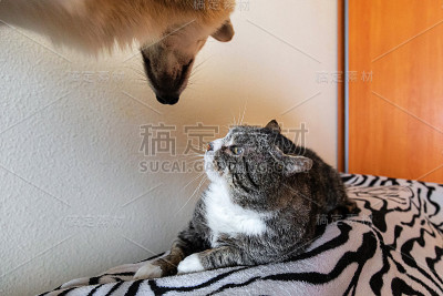 安静的老猫躺在家里的床上