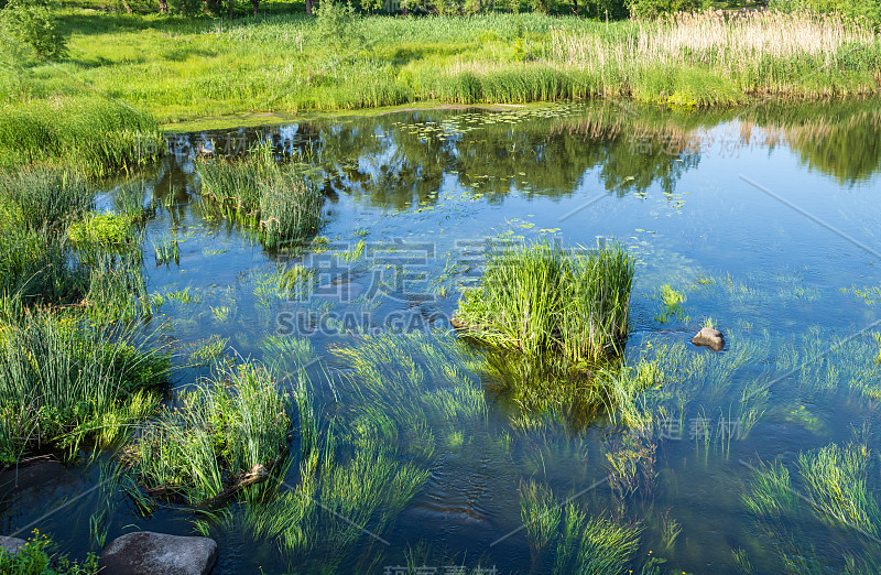 河上的小池塘，风景如画。阳光明媚的夏日，在罗斯河，博古斯拉夫，乌克兰。