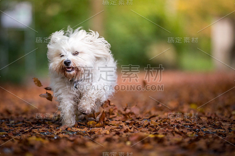 就像秋天的风暴