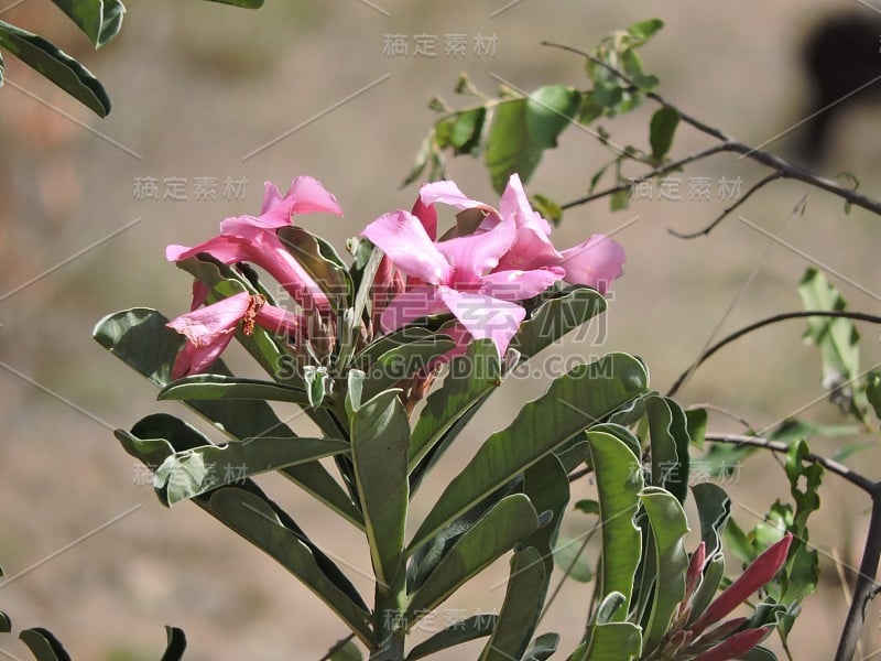 黑斑羚莉莉花