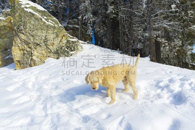 雪地里可爱的狗