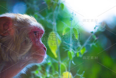 恒河猴