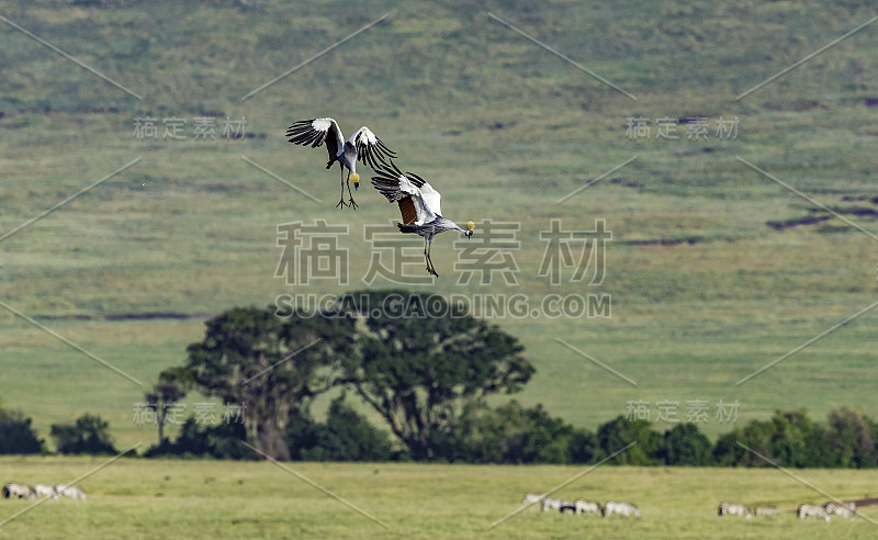 灰冠鹤(Balearica regulorum)是鹤科的一种鸟类。恩戈罗戈罗保护区，坦桑尼亚联合共和