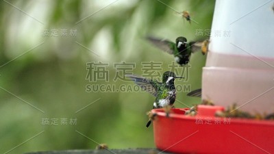 蜂鸟喂食器上的绿色荆棘