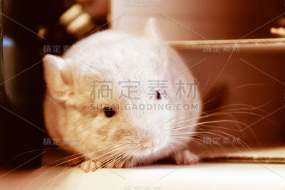 近距离拍摄的栗鼠宝宝