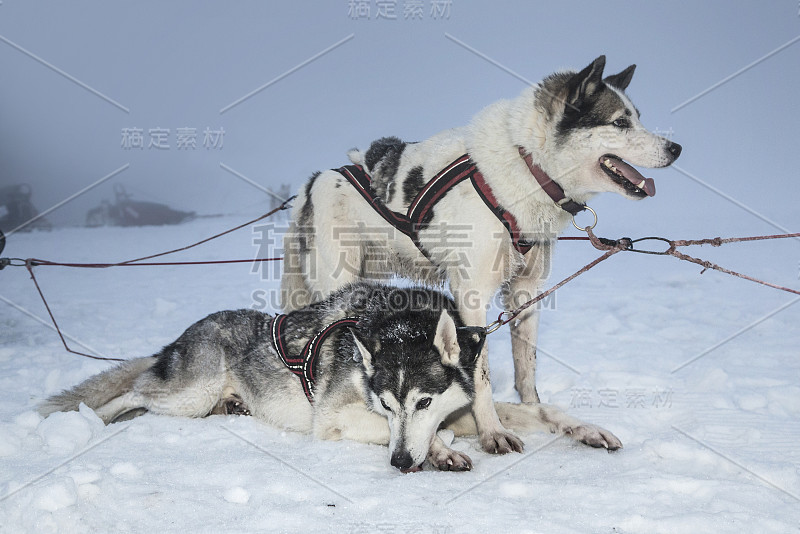 沙哑的肖像。比赛结束后，西伯利亚哈士奇躺在雪地里