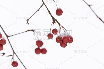 大自然在冬季的美丽
