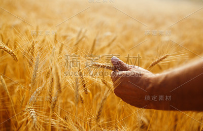 一个农民手里拿着小麦芽。农民在田间巡视小麦作物。