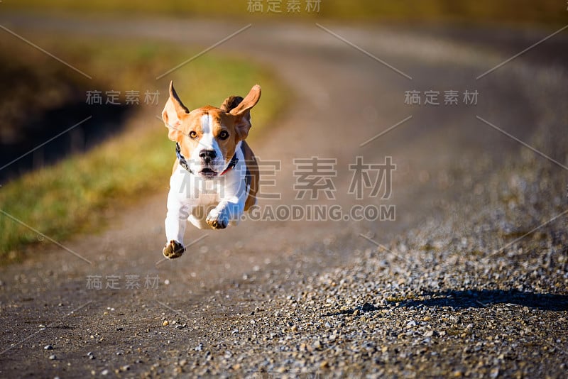 小猎犬在乡间小路上飞快地跑着，伸出舌头跳着