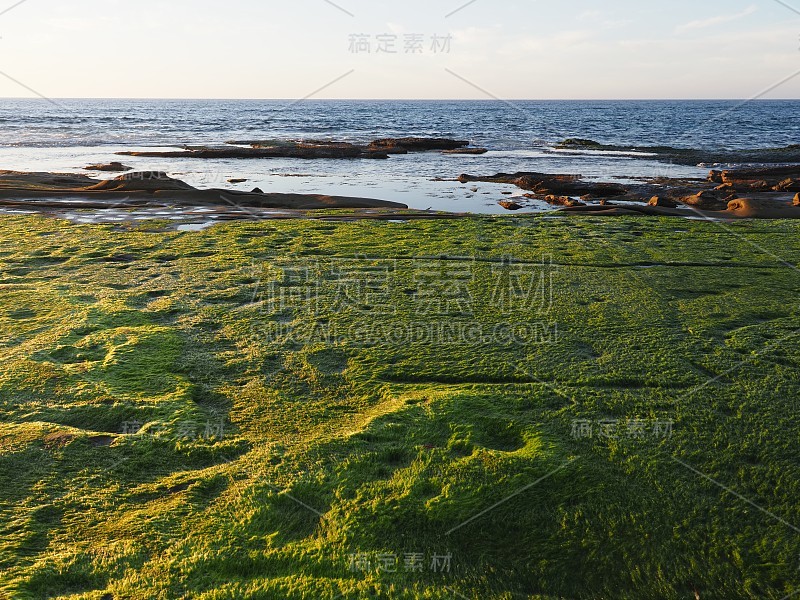 拉霍亚海滩上的绿色海藻