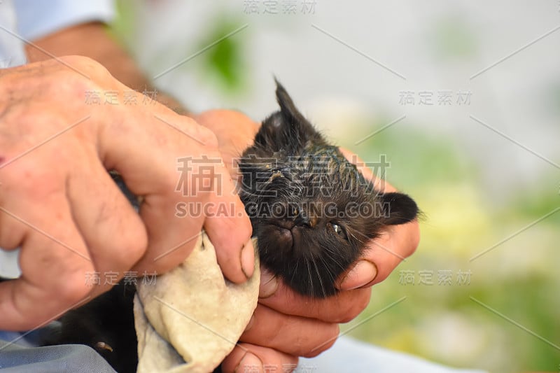 老人用手清洁生病的小猫眼睛