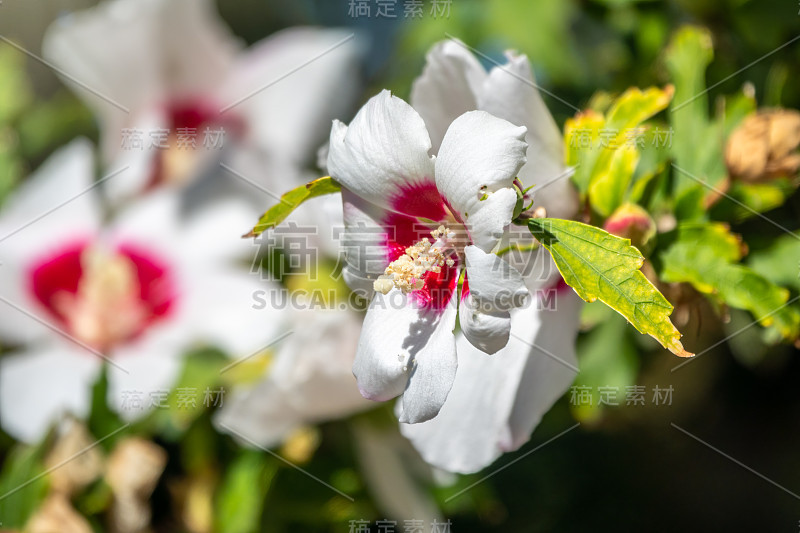 白色的花有芙蓉、迷迭香。