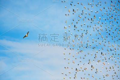 个性概念，鸟在飞翔