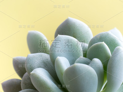 肉质植物石竹，鲜叶细景天