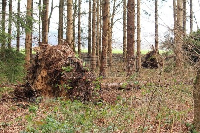 Sturmschaden