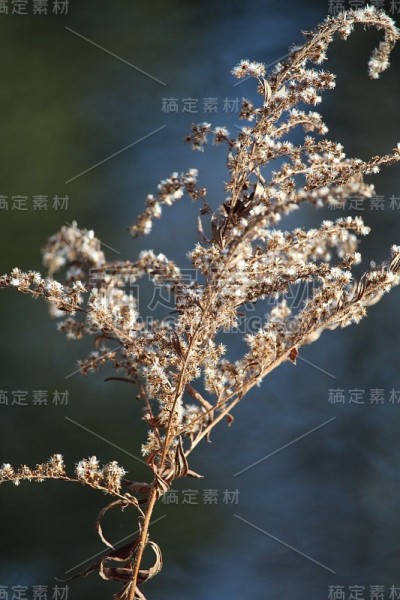 香蒲