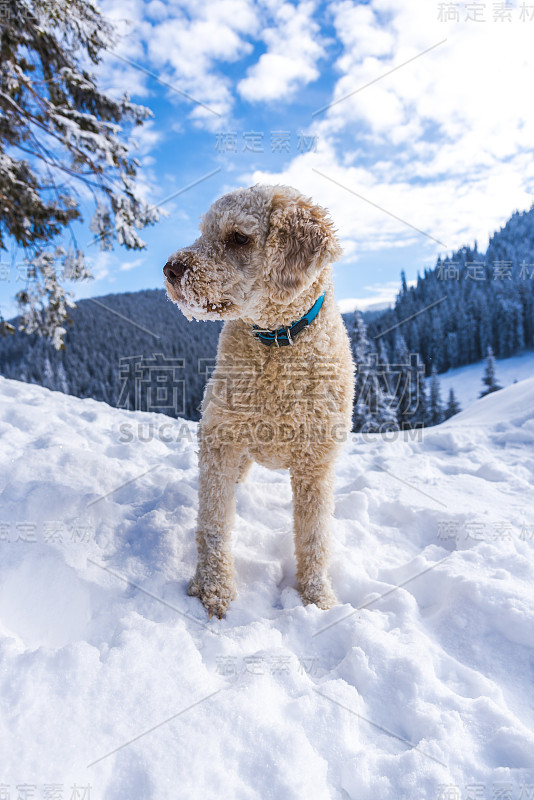 狗在雪中玩耍