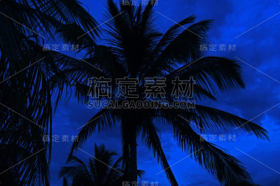 晚上椰子