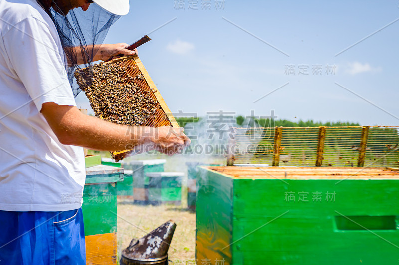 养蜂人、养蜂人正在蜂窝木架上检查蜜蜂