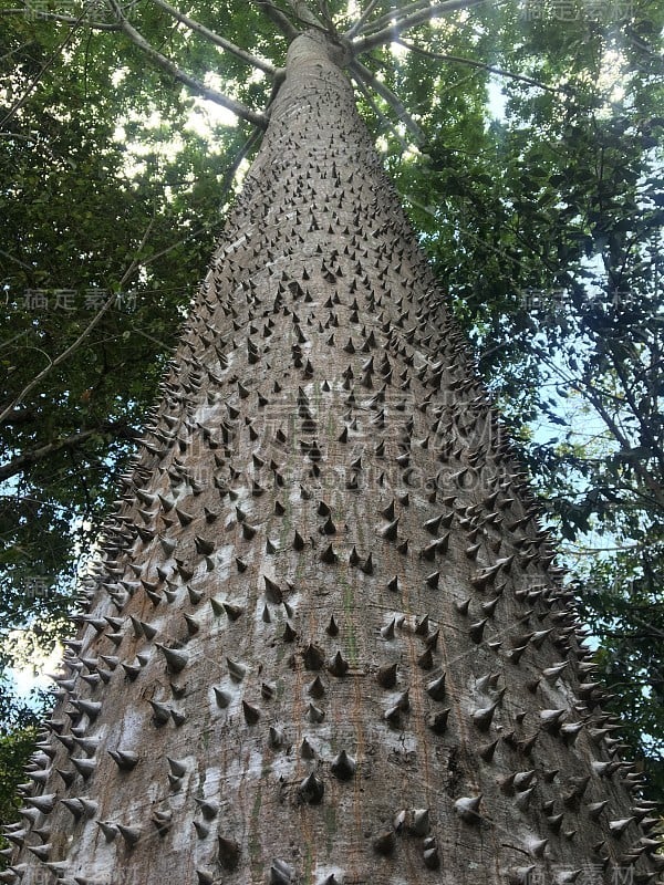 独特的树