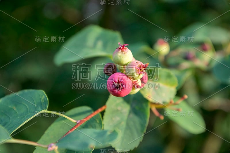 梅兰芝果实呈椭圆形，成熟时味道鲜美，在阳光下挂在枝头