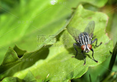 飞黄腾达