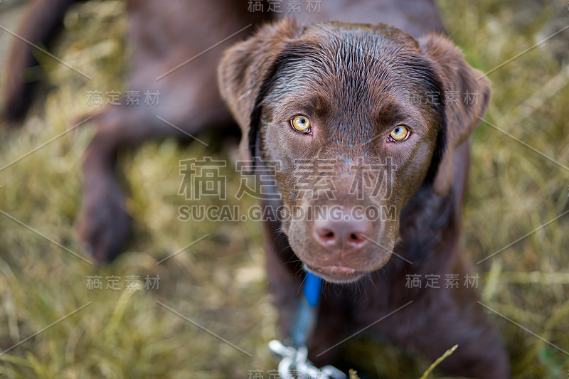 一个年轻可爱的拉布拉多猎犬小狗在草地上的肖像，他的脖子上有皮带和美丽明亮的眼睛