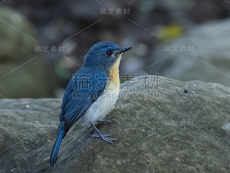 Tickell's Blue Flycatcher (Cyornis tickelliae)种族ti