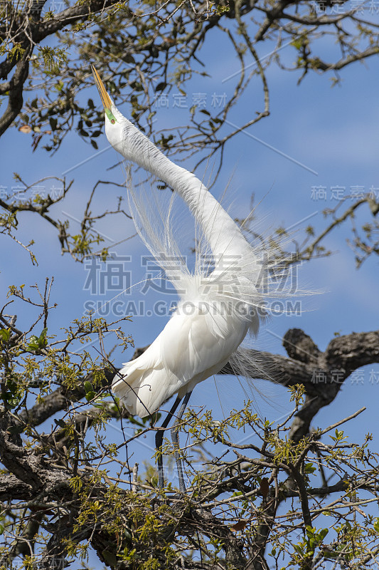 大白鹭