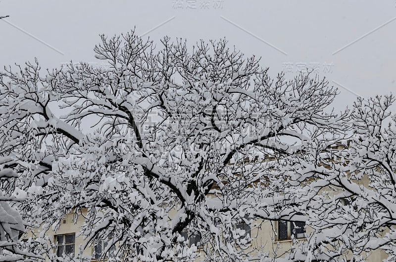 冬天的风景树木被大雪覆盖