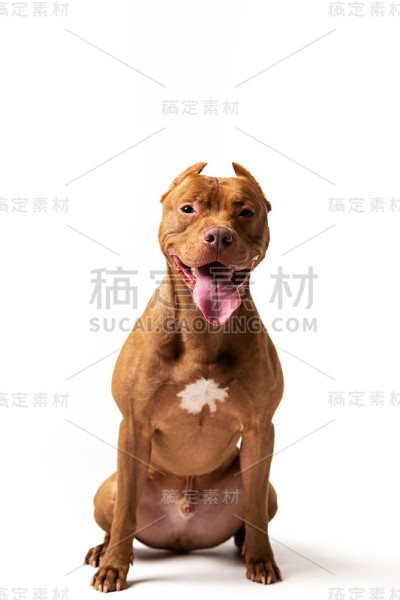 可爱的红狗坐在白色的背景