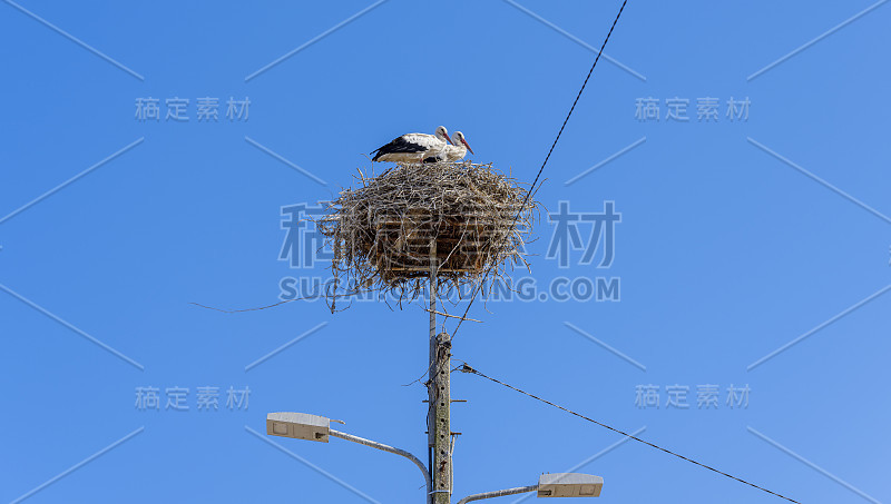 葡萄牙，阿连特霍，孔波塔，巢中的白鹳