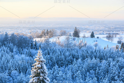 冬季森林视图