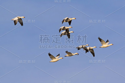 鸟儿和雪鹅一起在索尔顿海上空飞翔