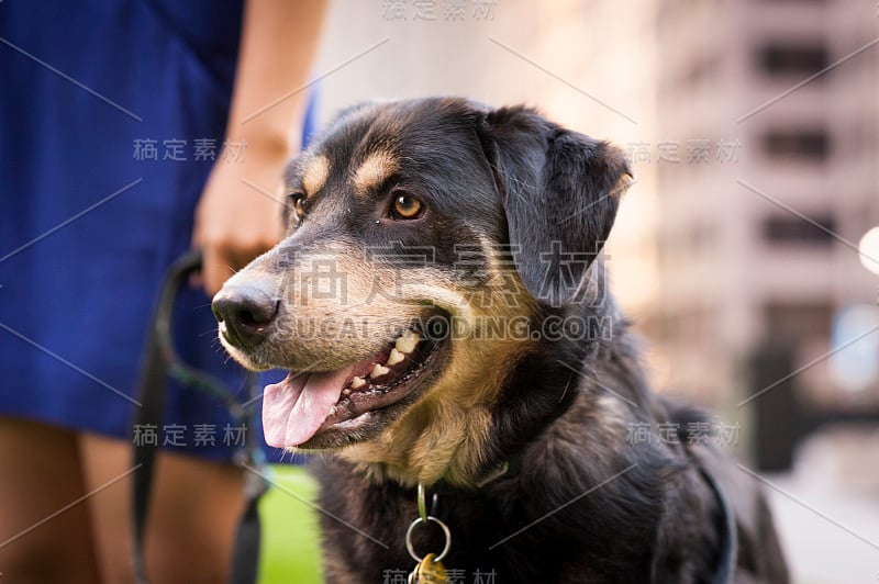 用皮带牵着的德国牧羊犬