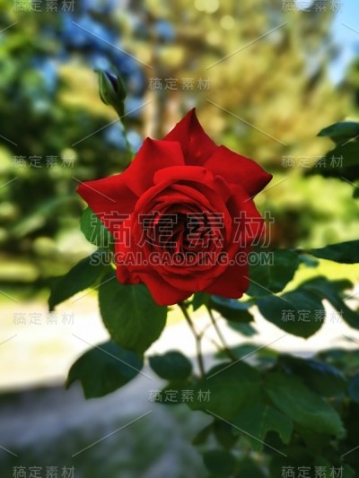 红玫瑰