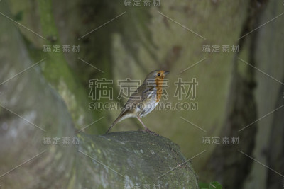 红胸罗宾(红胸羚)