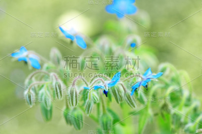野生植物蓝花近