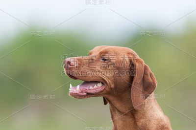绿色田野里的快乐Vizsla狗