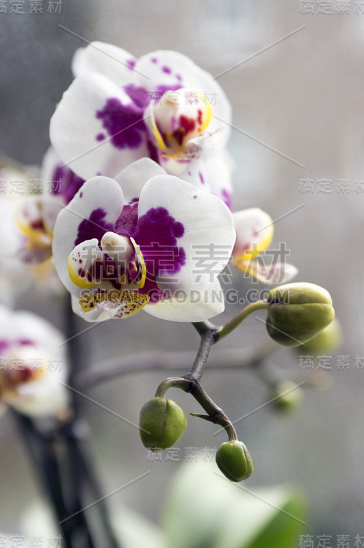 美丽的白色和粉红色兰花单花盛开的室内蝴蝶兰，点缀着淡黄色的花瓣