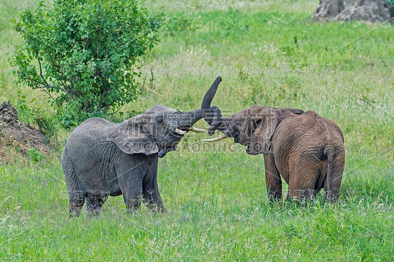 非洲丛林象(Loxodonta africana)，也被称为非洲草原象，坦桑尼亚的塔兰吉尔国家公园