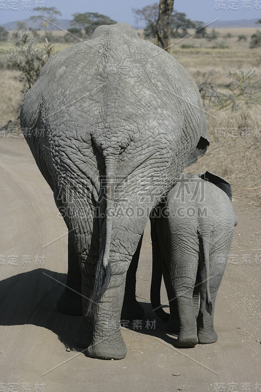 非洲象Loxodonta africana