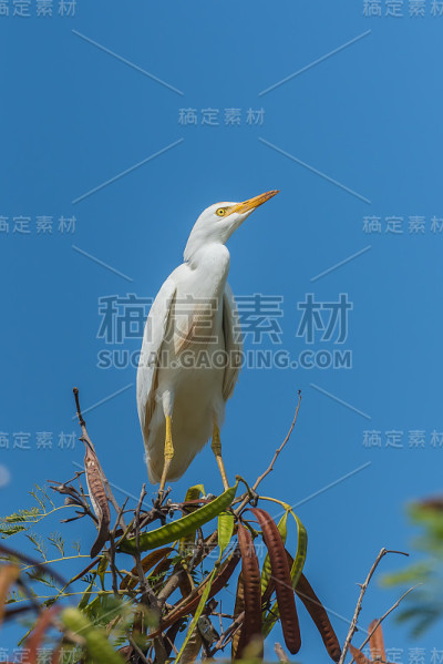 西部牛白鹭，美丽的白色鸟