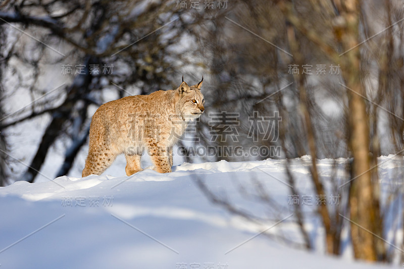 欧亚猞猁在晴朗的日子里在雪地上