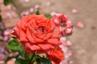 玫瑰花