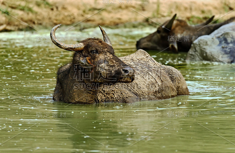 水牛