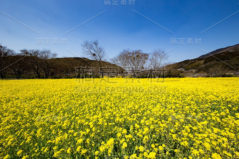 矮花田(日本爱媛县小津市)