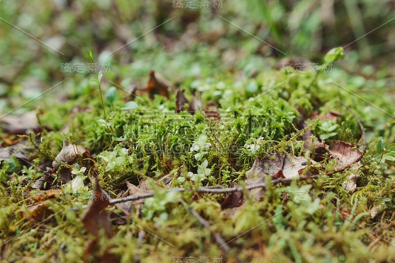 绿色苔藓和树叶特写。