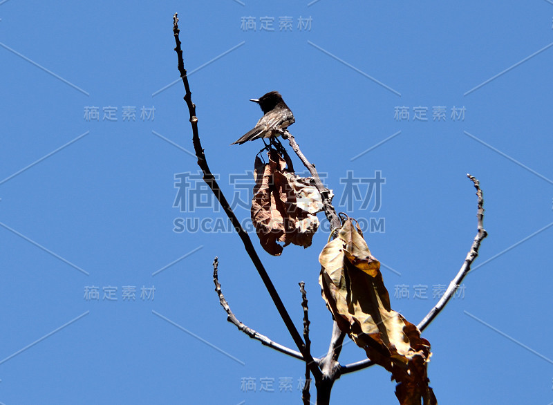 树枝上的黑菲比